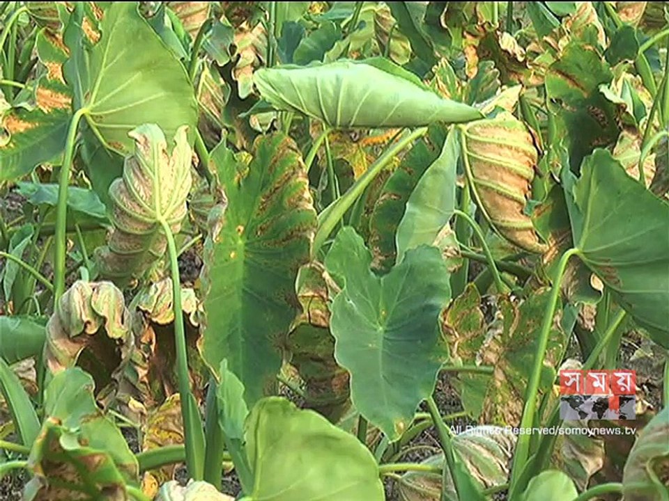 গাইবান্ধায় ইটভাটার ধোঁয়ায় নষ্ট কয়েকশো বিঘা জমির ধান