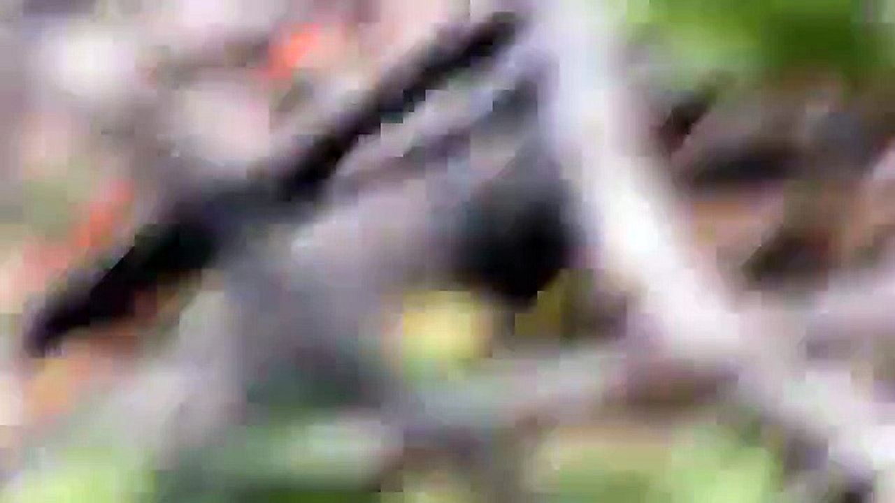 Ovnis reales en Argentina!!  Real UFO in Argentina!!