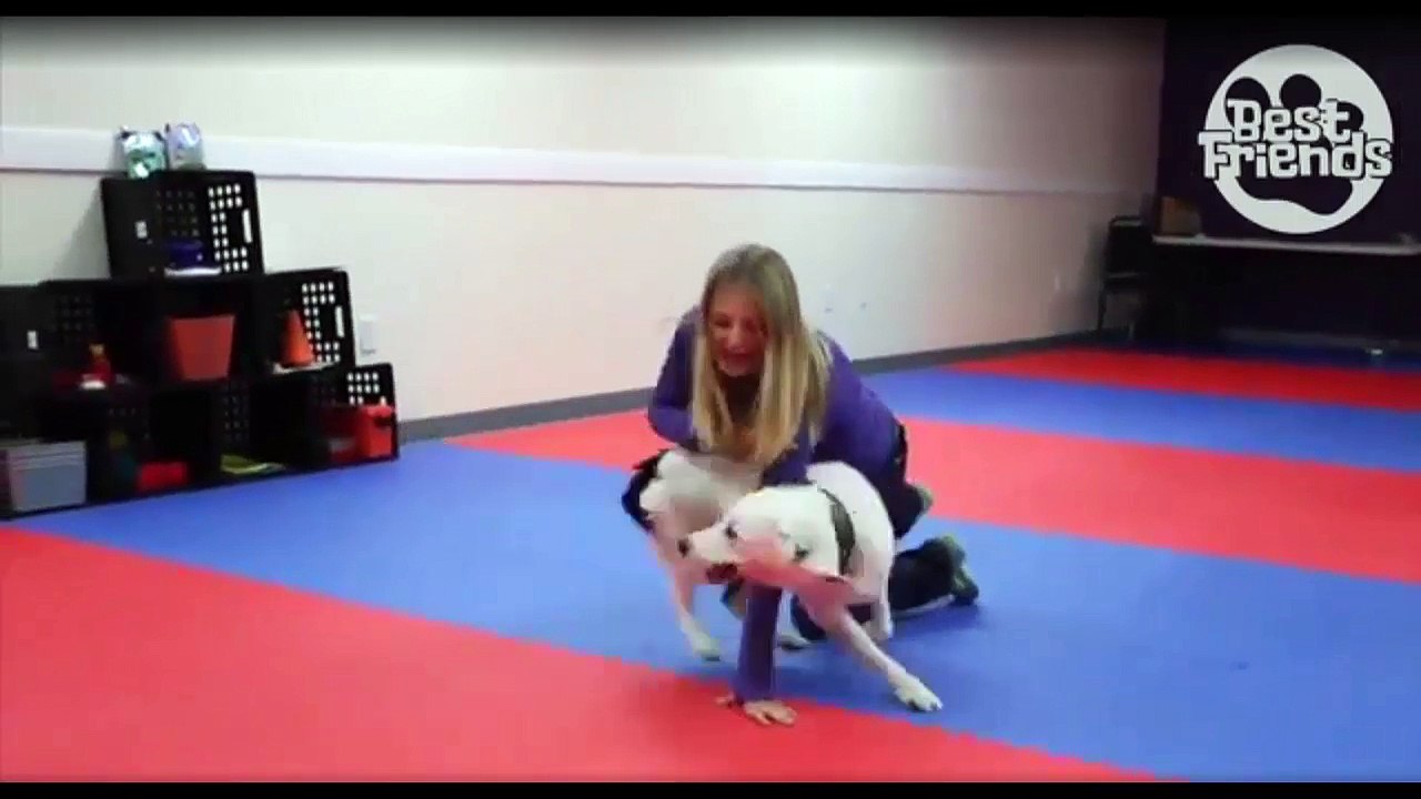 Ce chien est un partenaire de danse hors pair avec sa maîtresse