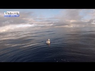 요트 항해 중 만난 바다의 친구 알바트로스! [광화문의 아침] 309회 20160902