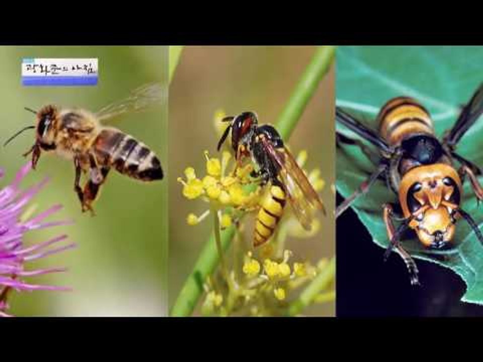 동네에서 유명한 말벌 킬러 남편! [광화문의 아침] 308회 20160901
