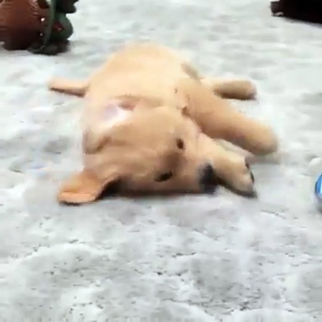 ⁣Pets Lovers