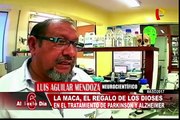 La maca: pequeño en tamaño y poderoso en nutrición