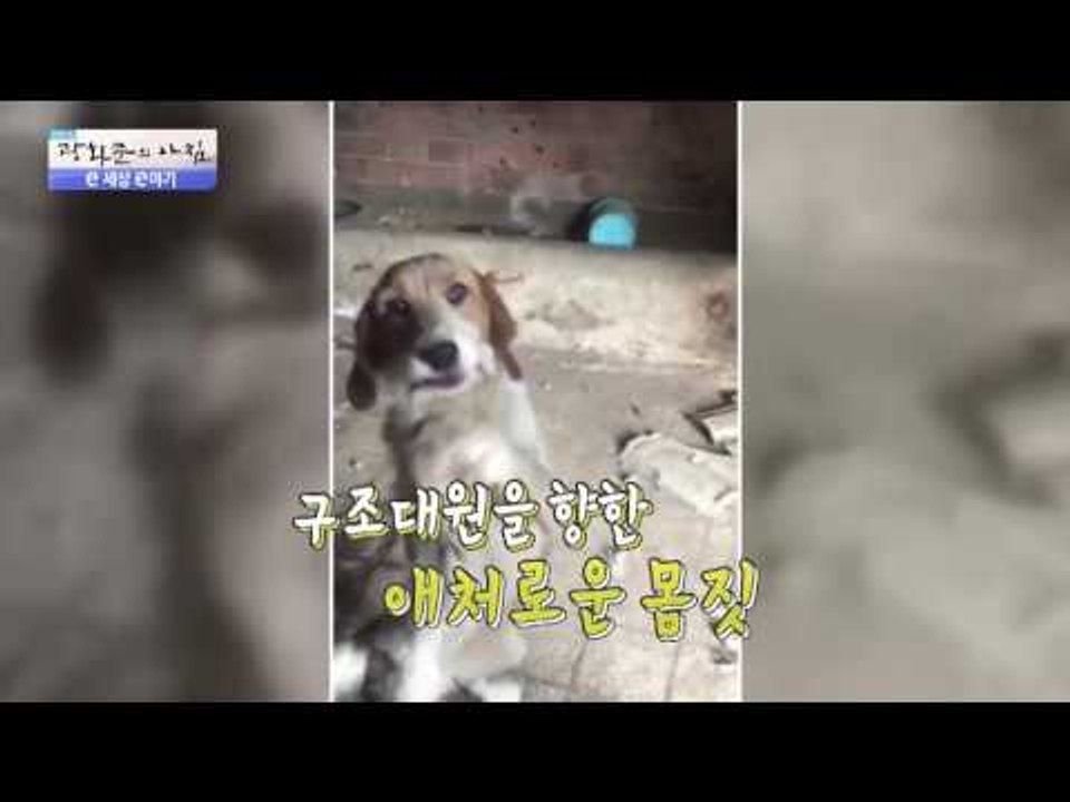 충성! 신문 펼쳐주는 강아지! [광화문의 아침] 307회 20160831