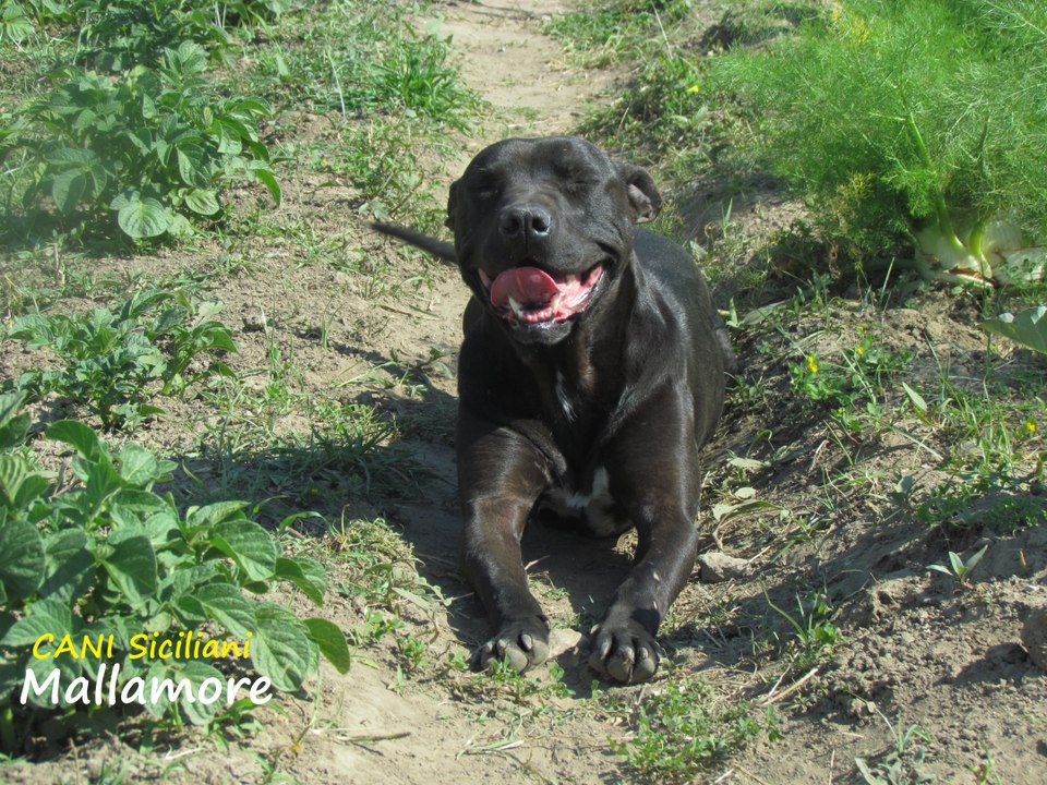 Happy Pit Bull