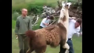 Viral funny videosfu - Hilarious video clips - Funny Animals