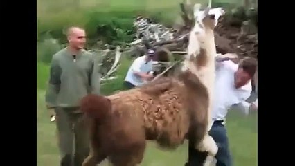 Viral funny videosfu - Hilarious video clips - Funny Animals