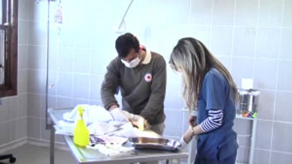 Tele Takılarak Yaralanan Puhuya "Kuş Cenneti"Nde Özel Tedavi