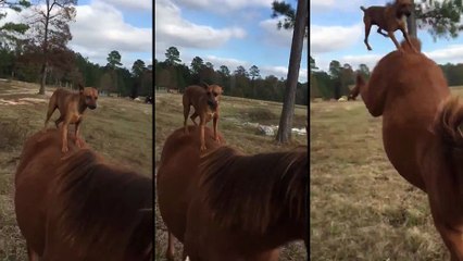 Ce chien se fait expulser du dos d'un cheval
