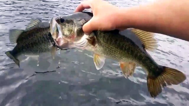 Ce pêcheur trouve 2 poissons coincés l'un dans l'autre... Incroyable
