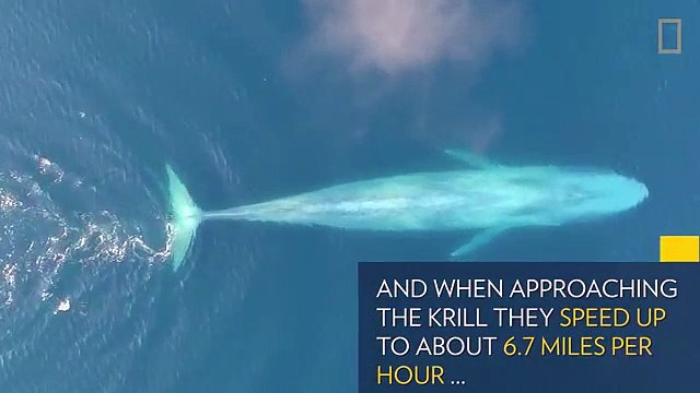 Regardez comment cette baleine prend son repas