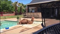 Elle retrouve un chameau qui se baigne dans sa piscine !