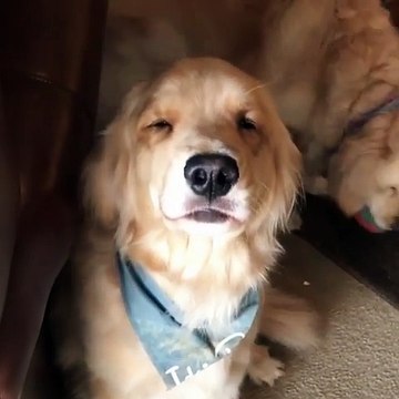 Ce chien est coupable et le sait...