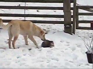 Cet opossum fait le mort dans la neige face à un chien