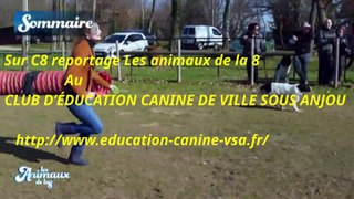 Animaux de la 8 Agility Club Ville sous Anjou