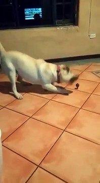 Ce chien devient fou avec cette toupie !!