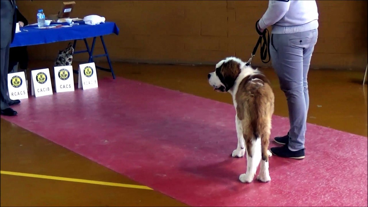 EXPO CANINE AMIENS 29 04 2017 MYRON ET GAETAN