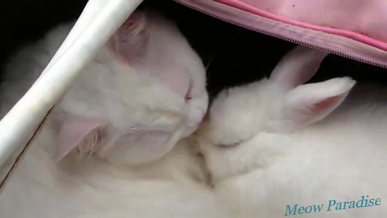 Cats and rabbits