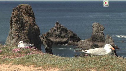 Les Goelands des Aiguilles de Port-Coton - TVBI Belle-Ile
