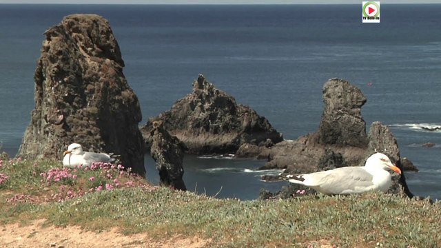 Les Goelands des Aiguilles de Port-Coton - TVBI Belle-Ile