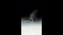 Real Ghost Videos _ Ghost attacking dog caught on camera _ Scariest ghost attack