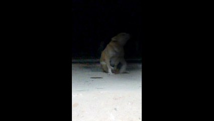 Real Ghost Videos _ Ghost attacking dog caught on camera _ Scariest ghost attack