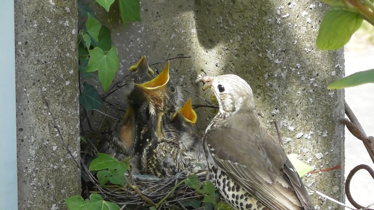 C'est le printemps chez les grives draines