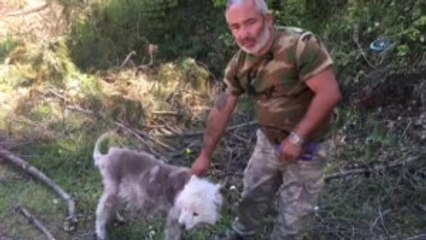 Ölmek Üzere Bulunan Cins Köpek Yeniden Hayata Döndü