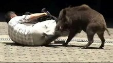 most dangerous wild boar attack