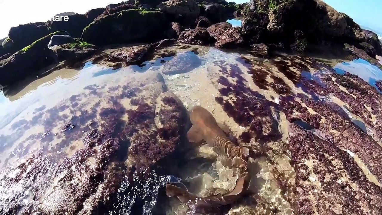 Man rescues tiny shark