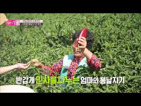 엄청난 크기의 고추를 든 엄마의 미소! [엄마의 봄날] 56회 20160828