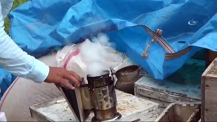 Yeni Bir Arı Irkı Geliştirdiler