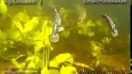 Predator underwater, fish caught on camera