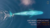 See Blue Whales Lunge For Dinner in Beautiful Drone Footage
