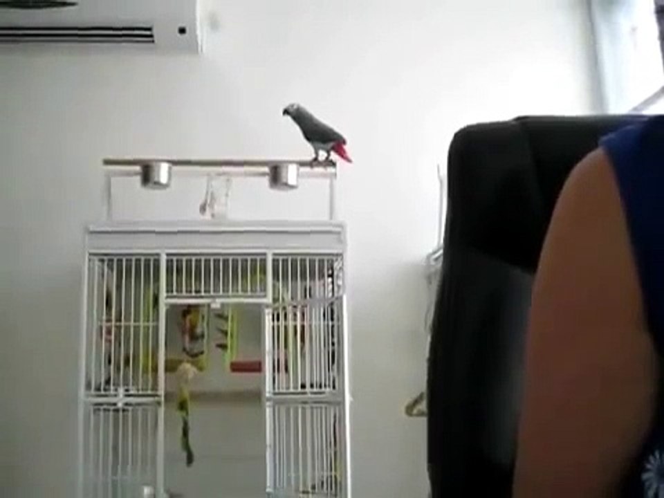 Попугай мяукает как кошка! -)