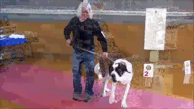EXPO CANINE AMIENS 29 04 2017 MELVYN ET FRANCIS