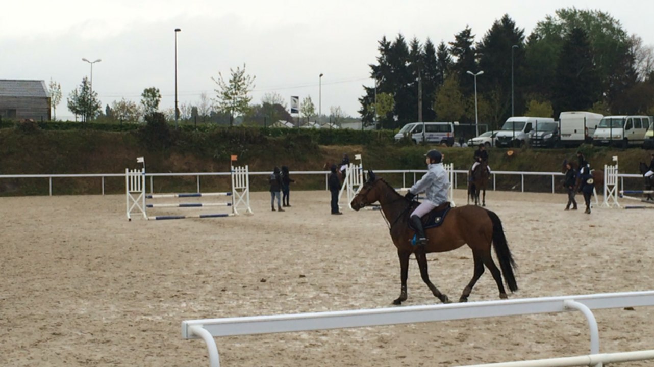 Poneys sous les pommiers