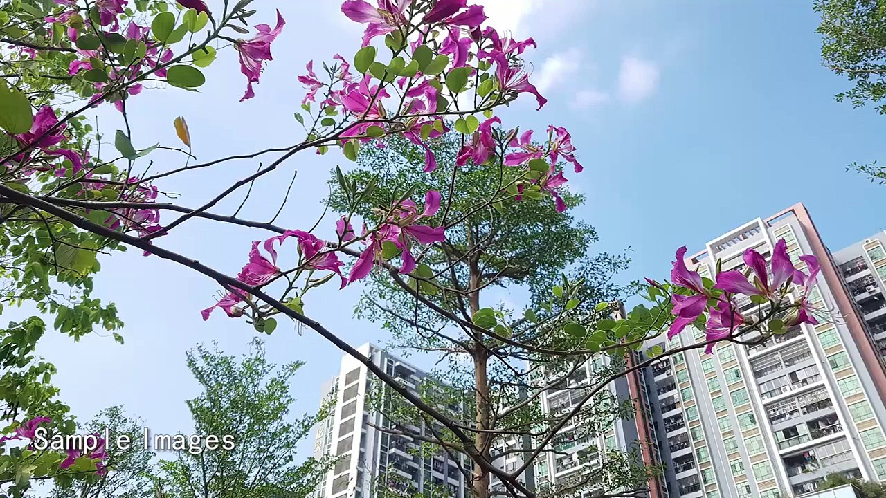 Nomu S10 Appearance video