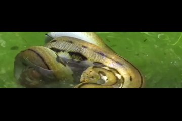 Dev pitonun keçiyi avladığı anlar