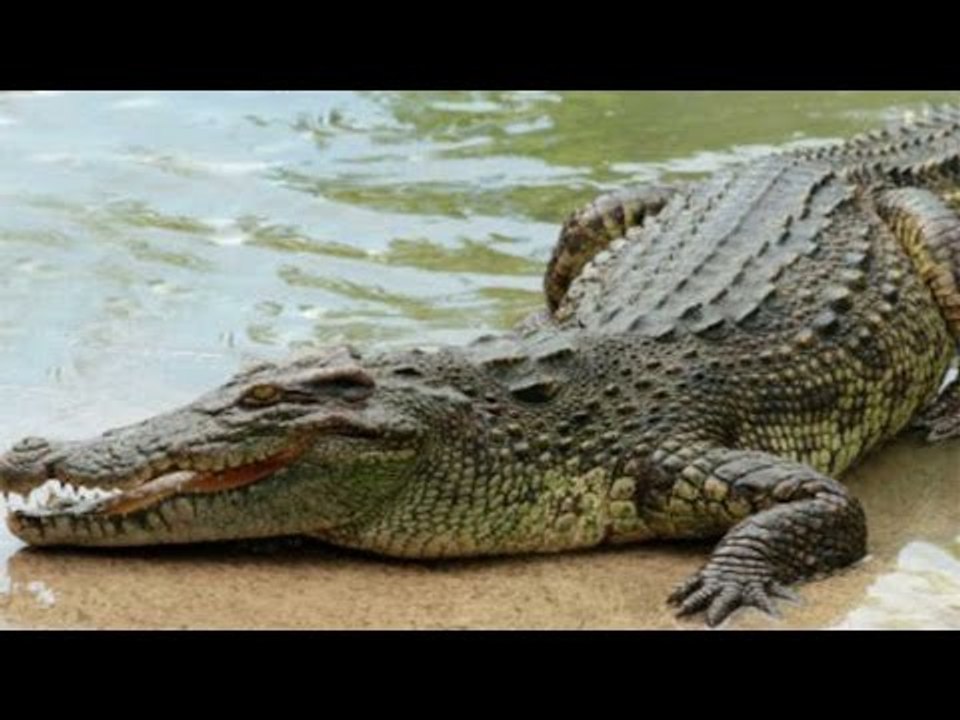 Auto driver saves teen from crocodile attack