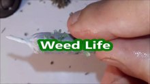 How to roll honey joint WEED Comment rou