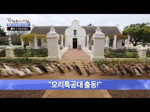 매일 포도밭으로 출근하는 오리 군단! [광화문의 아침] 303회 20160825