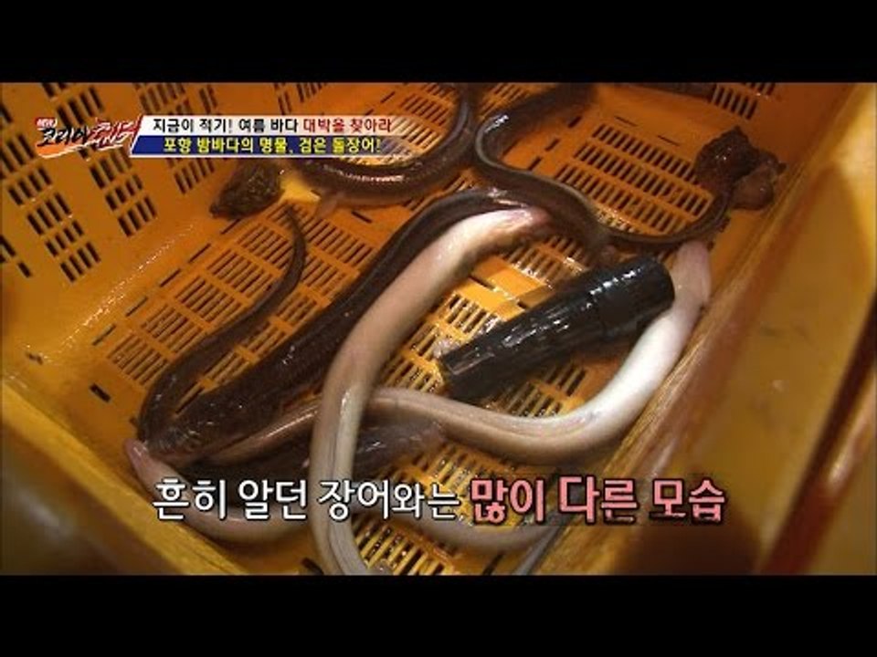 장어 잡으러 가자! 근데...흔히 알던 장어가 아니다?! [뉴 코리아 헌터] 12회...