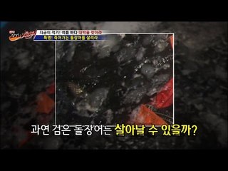 검은 돌장어를 살려라! 위급상황! [뉴 코리아 헌터] 12회 20160824