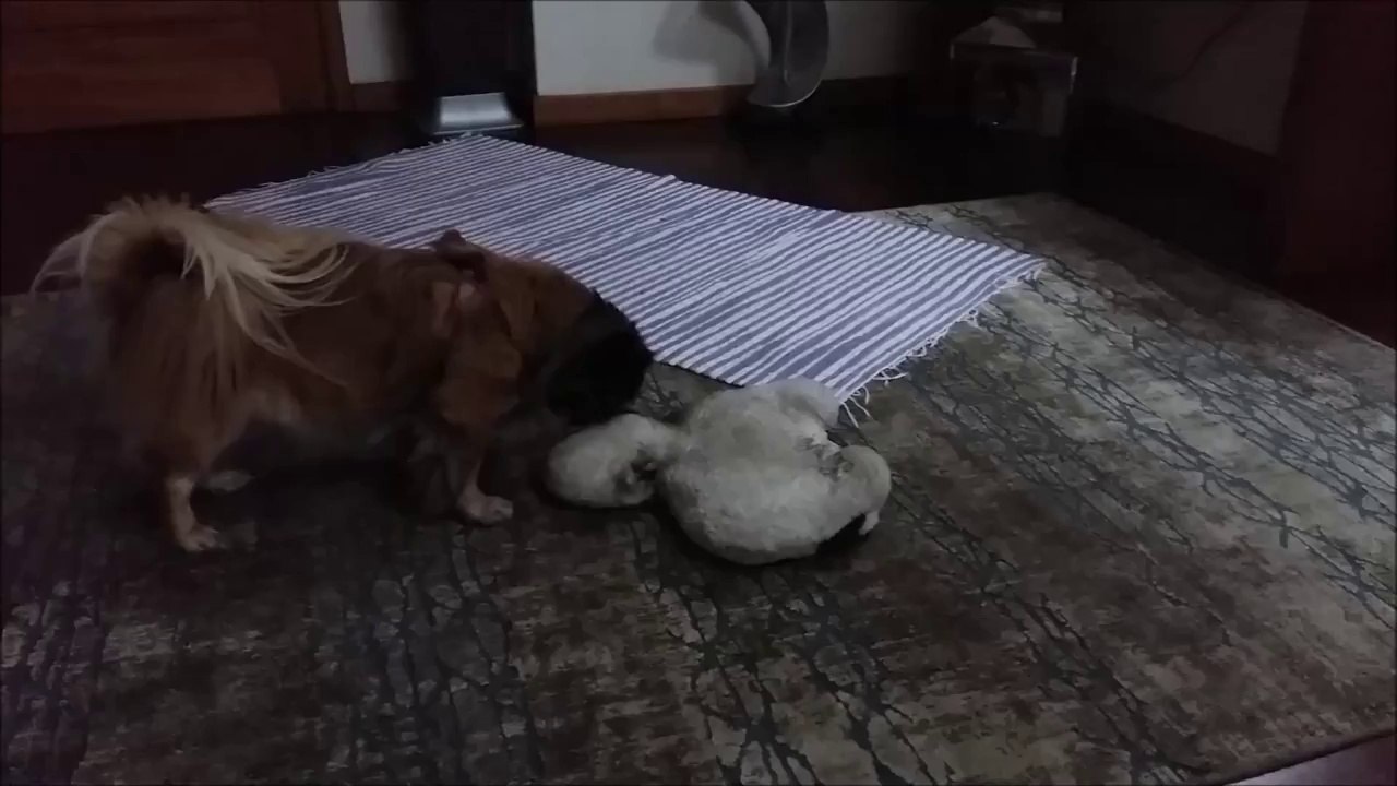 O que ela faz ao peluche :P