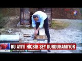 Bal hırsızı ayıyı tabancayla böyle kovaladı