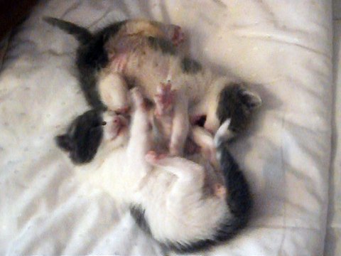 Les deux petits frères jouant avant de s'endormir sur une musique de Jean Jacques Goldman le 27-04-2017