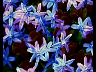 21. Как понять тайный смысл цветов