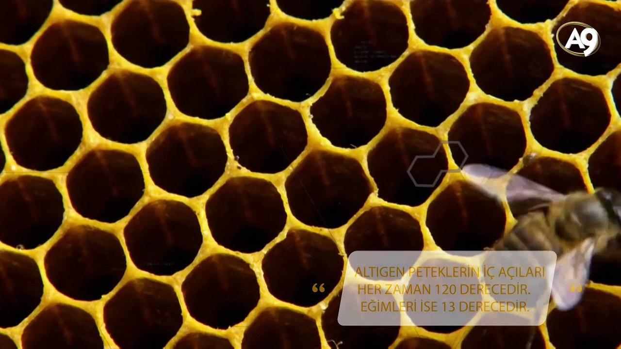 Kuran'da adı geçen canlılardan; Balarısı