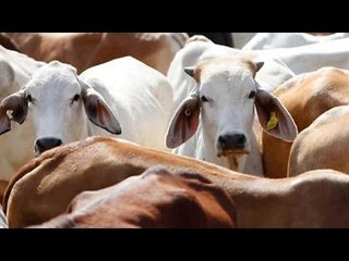 Elderly man beaten to death for allegedly keeping beef at home